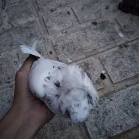 فروش3 کبوتر|پرنده|مهدی شهر, |دیوار