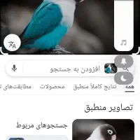 طوطی برزیلی