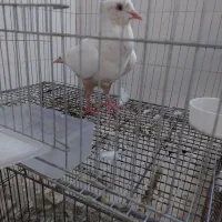 کبوتر