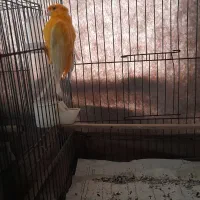 ۲ تا قناری نر بخون و سررحال|پرنده|ساری, |دیوار