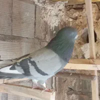 کفترسبزپرشی