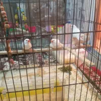 سه عدد فینج|پرنده|مرند, |دیوار