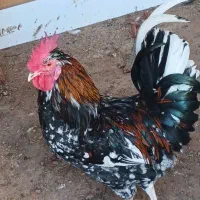 مرغ|حیوانات مزرعه|گتوند, |دیوار