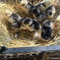 جوجه گلین و مرغ گلین