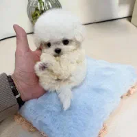 مالتیپو عروسکی|سگ|تهران, سردارجنگل|دیوار