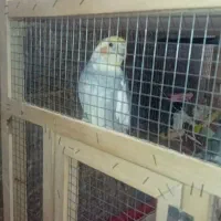 با سلام|پرنده|مشهد, کوشش|دیوار