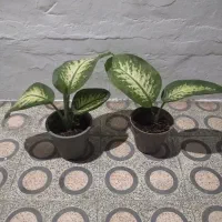 گل دیفن|گل و گیاه طبیعی|رشت, دیانتی|دیوار