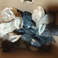 جوجه محلی|حیوانات مزرعه|بهبهان, |دیوار