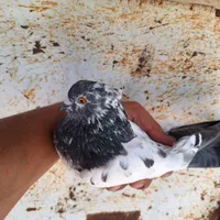 کبوتر مسابقه ای|پرنده|رشت, سلیمانداراب|دیوار