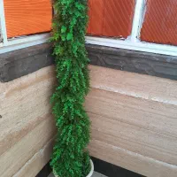 درختچه شمشاد