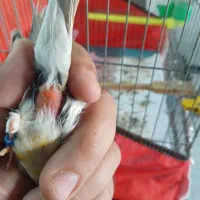 قناری ماده  آماده مست|پرنده|اردبیل, |دیوار