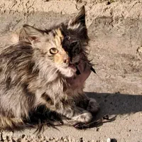 واگذاری گربه