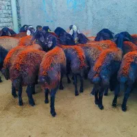 ۲۲  بره ماده پارسالی غزل افشار پای قوچ فروشی.. میش|حیوانات مزرعه|مشهد, طرق|دیوار