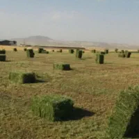 یونجه خشک و پر گل