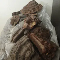قارچ گانودرما پادشاه گیاهان شرق عمده فله کیلویی