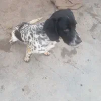 سگ ماده شکاری پیونتر المان