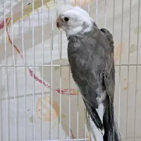 طوطی|پرنده|اهر, |دیوار