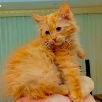 پرشین اسکاتیش