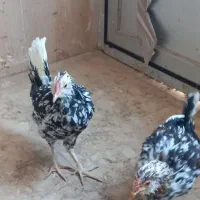 مرغ وخروس|حیوانات مزرعه|خمینیشهر, |دیوار