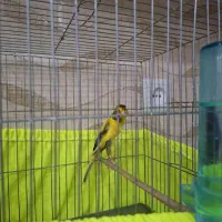 قناری مولد واقعی