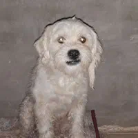 شیتزو نر