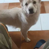 اشپیز نر یکسال ودوماه