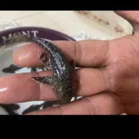 کت فیش ساده (لجنخوار)