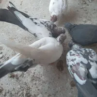 کفتر