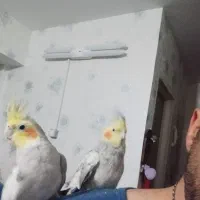 یه جفت عروس هلندی نرو ماده بالغ