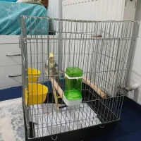 عروس هلندی سخن گو