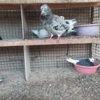 نر سرور کلاهی