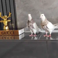 طوقی|حیوانات|نجف‌آباد, فیروزآباد|دیوار