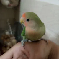 طوطی برزیلی سبز صورت هلویی