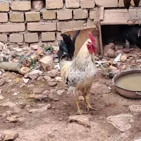 یک عدد خروس جوان چهار عدد غاز جوان