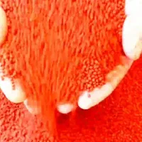 رنگدانه سرخ گریدبالا|ماهی|اصفهان, احمدآباد|دیوار