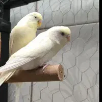 جفت مرغ عشق