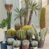 کلکسیون کاکتوس|گل و گیاه طبیعی|اصفهان, همت‌آباد|دیوار