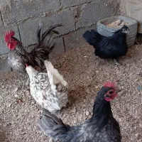 مرغ و خروس مینیاتوری