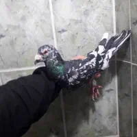 پرنده کبوتر نر رنگی