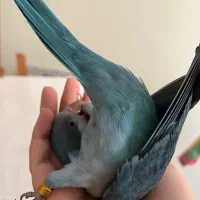 طوطی راهب ۵ ماهه با قفس و کیف حمل و غذا|پرنده|شهریار, شهریار|دیوار