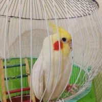 عروس هلندی سخنگو