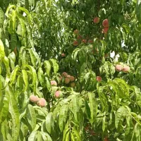 فروش-باغ-با-منزل-مسکونی
