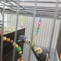 یک جفت عروس وسه جوجه ویک جوجه ۶عدد