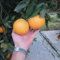 پرتقال تامسون