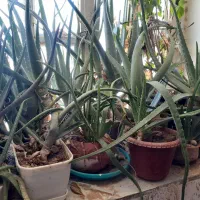 ۱۵ گلدون گل آلورا با سانسوریا