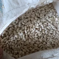 لوبیا درجه یک