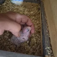 جوجه گرینچیک رد