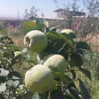 فروش-زمین-و-باغ-در-منطقه-کاغذکنان-محدوده-سرچم