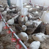 فروش جوجه بلدرچین یک روزه و تخم گذار|حیوانات مزرعه|محمدشهر, شهرک چمران|دیوار