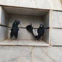 مغلف|پرنده|الوند, |دیوار